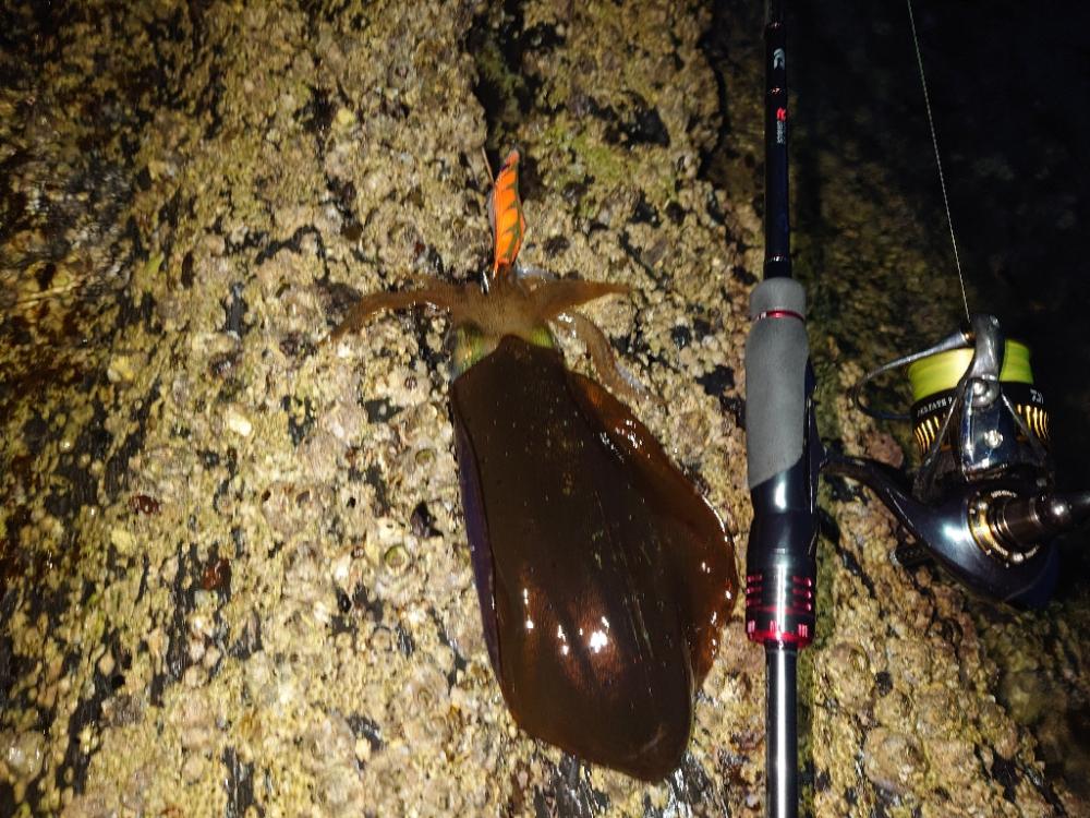 凪のエギングIN対馬