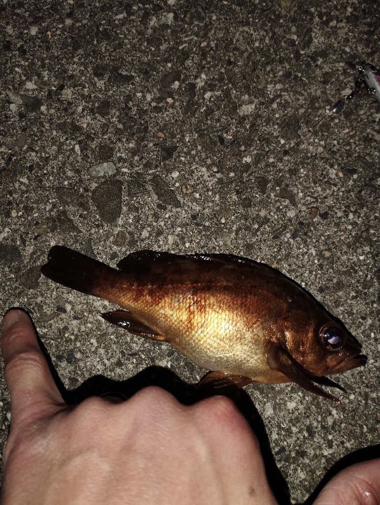 久しぶりのメバル