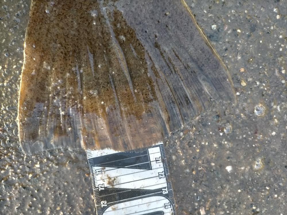 遂に大ヒラメをゲット!!