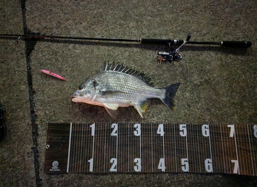 バチ抜け10戦目  初魚種(*^^*)