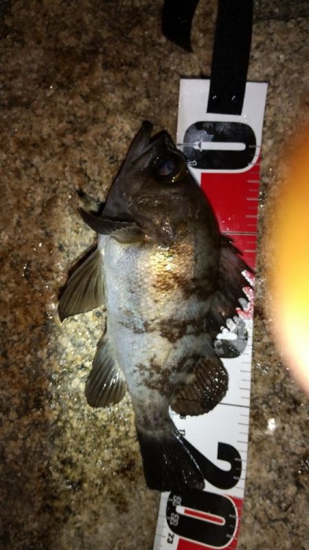 松江でメバリング