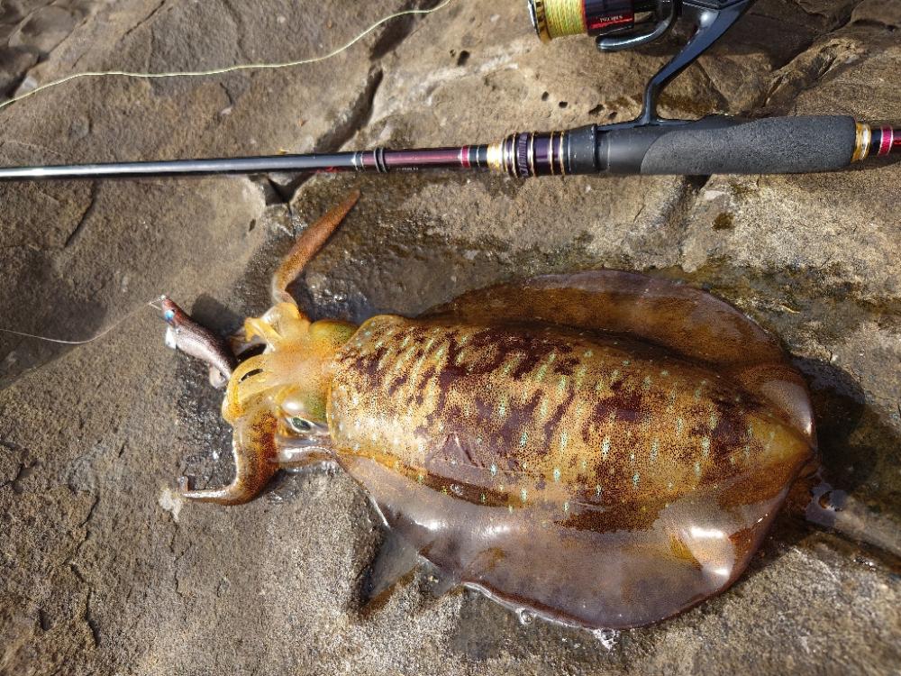 爆風エギングIN対馬