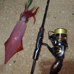 風時々雨エギングIN対馬