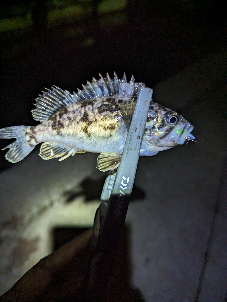 陸っぱり釣行記
