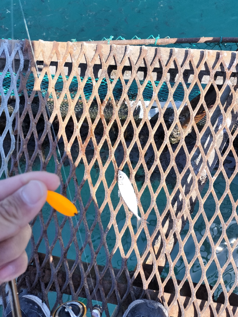 トラウトサーモン狙いで