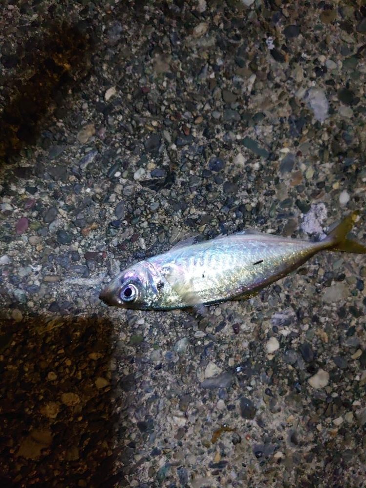 雨あとのアジング