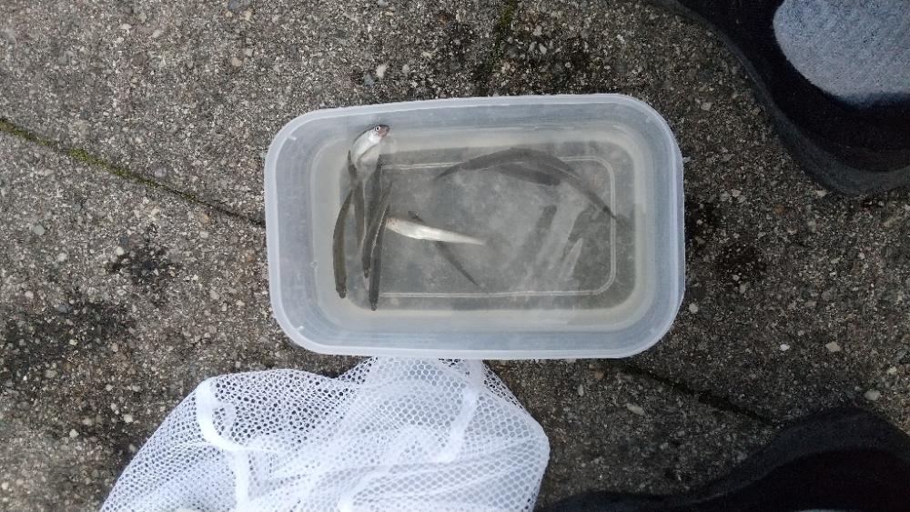 稚鮎～フィーバータイム無し