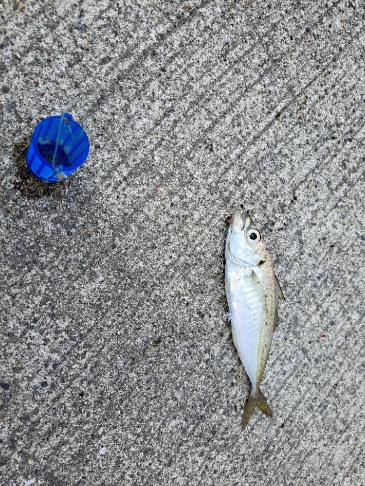 ファミリーサビキ