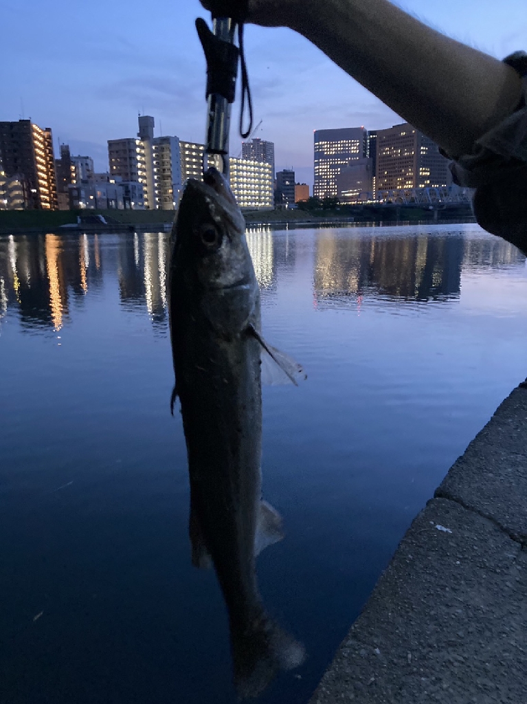 夕マズメ下げ潮