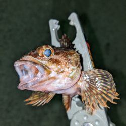 アジングだったんだけどなぁw