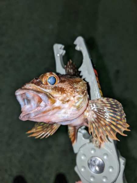 アジングだったんだけどなぁw