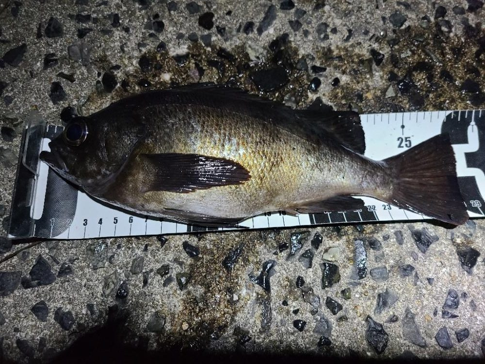 のっこみシーズン