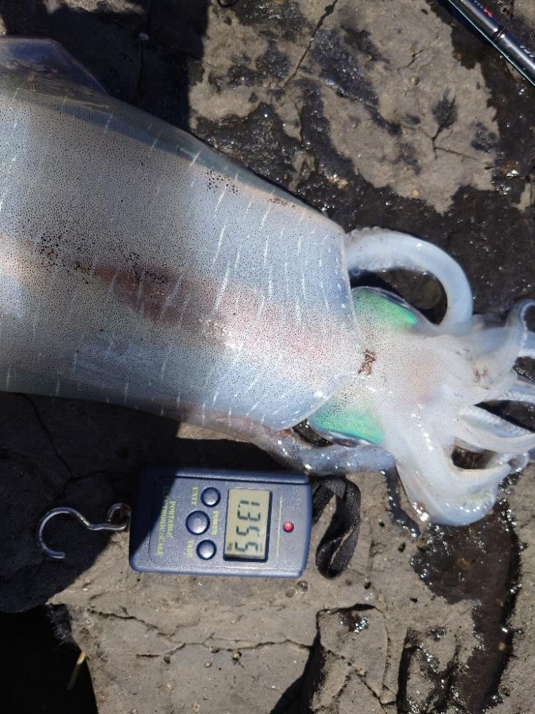 爆風エギングIN対馬