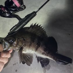 ロックフィッシュ御三家