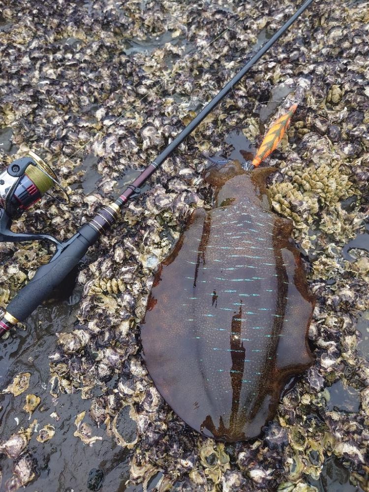 雨エギングIN対馬