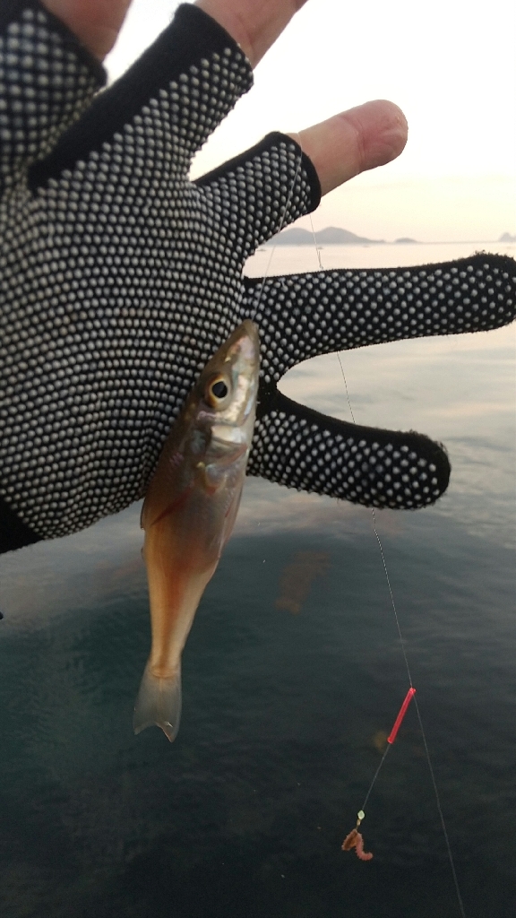 キス釣り開幕戦