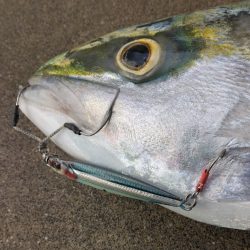 今年は一発目から鰤！