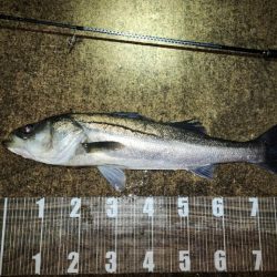 バチ抜け7戦目🎣念願の?!…