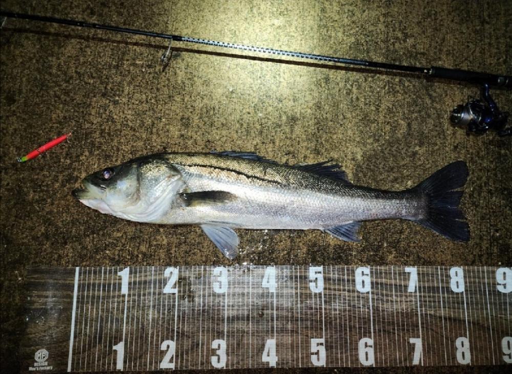 バチ抜け7戦目🎣念願の?!