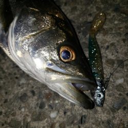 シーバス釣り