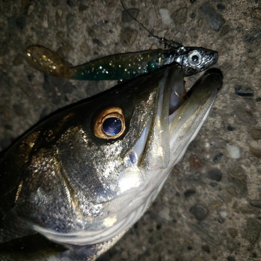 シーバス釣り