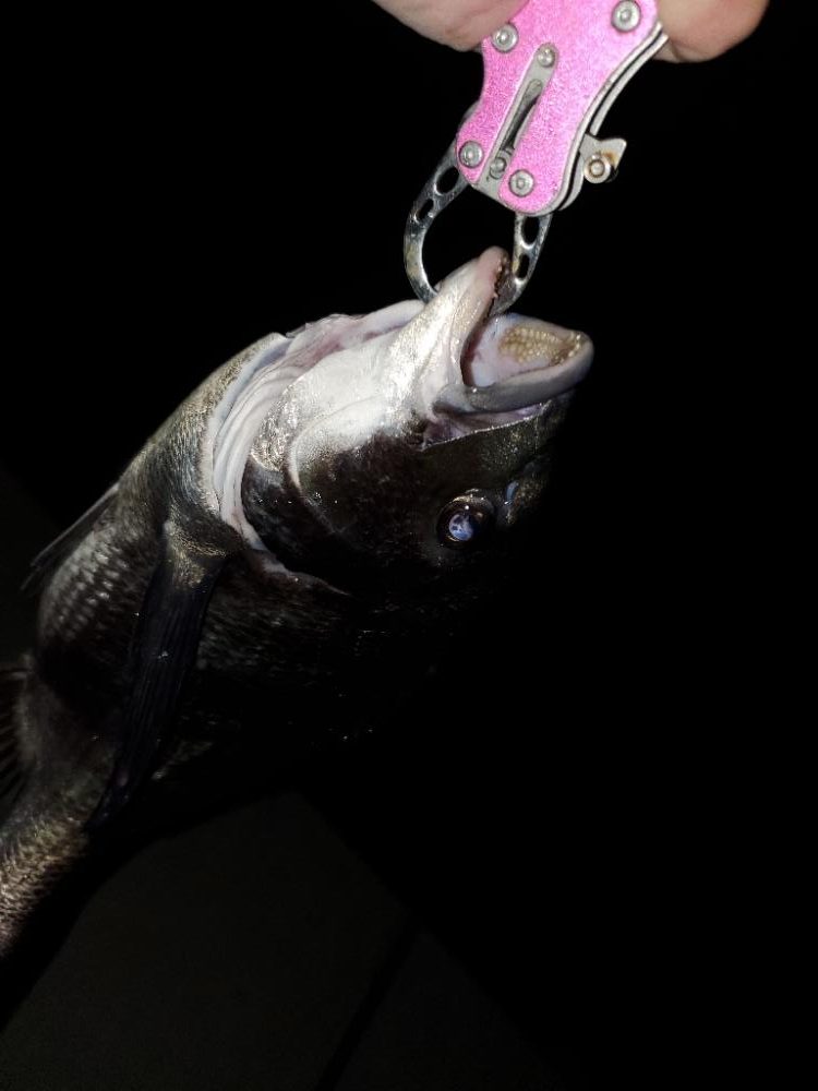 アジングのはずが