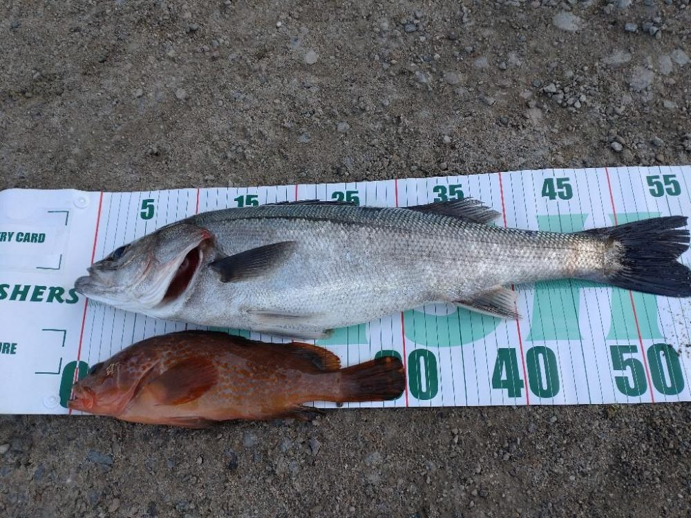 ヒラメ、キジハタ、シーバス釣れました