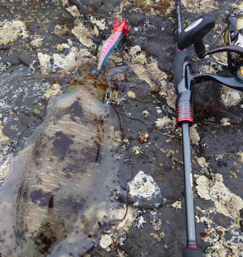 強風エギングIN対馬