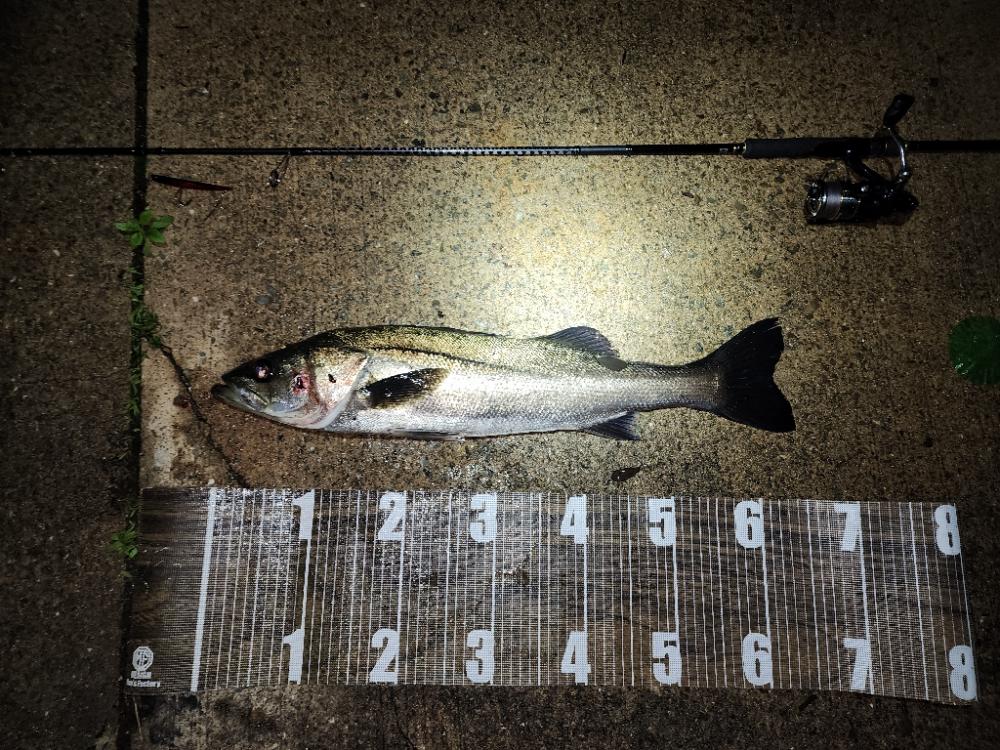 バチ抜け8戦目 活性高め