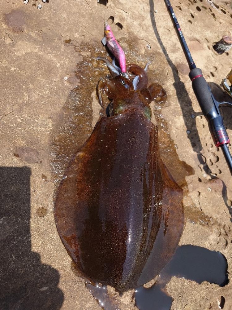 爆風エギングIN対馬