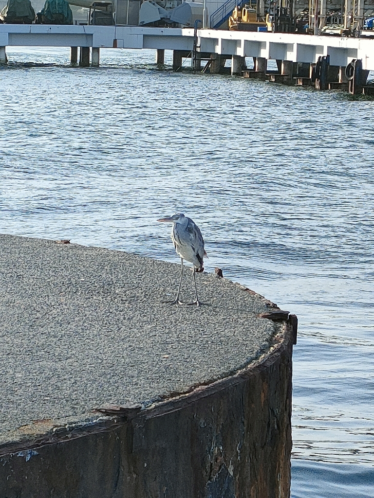 泉佐野ドラム缶でメバル