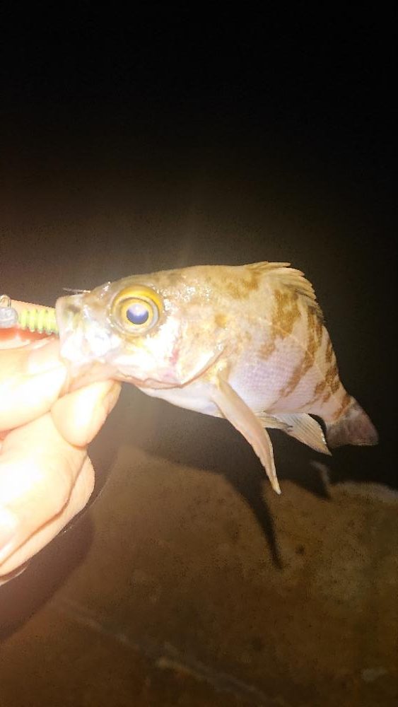 ぼちぼち風あるね