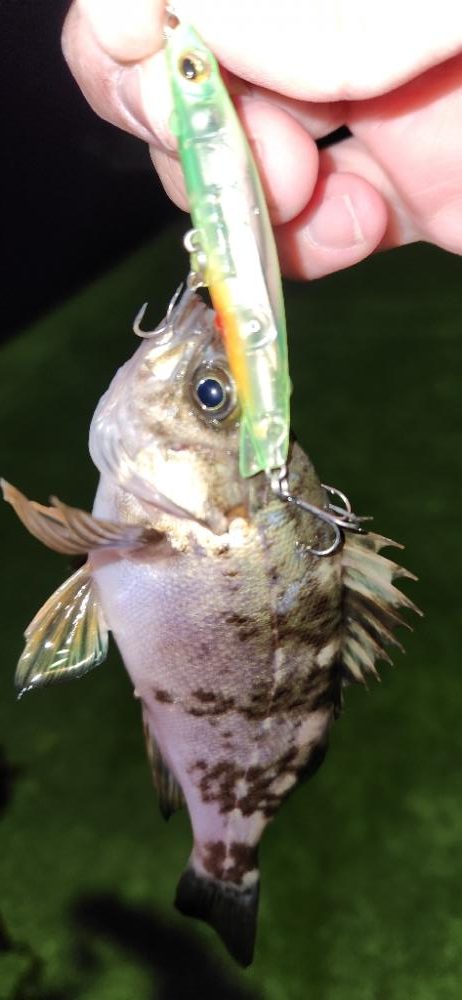 メバリングとアジングの二刀流