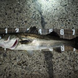 バチ抜けシーバス🎣