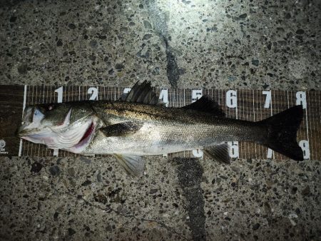 バチ抜けシーバス🎣