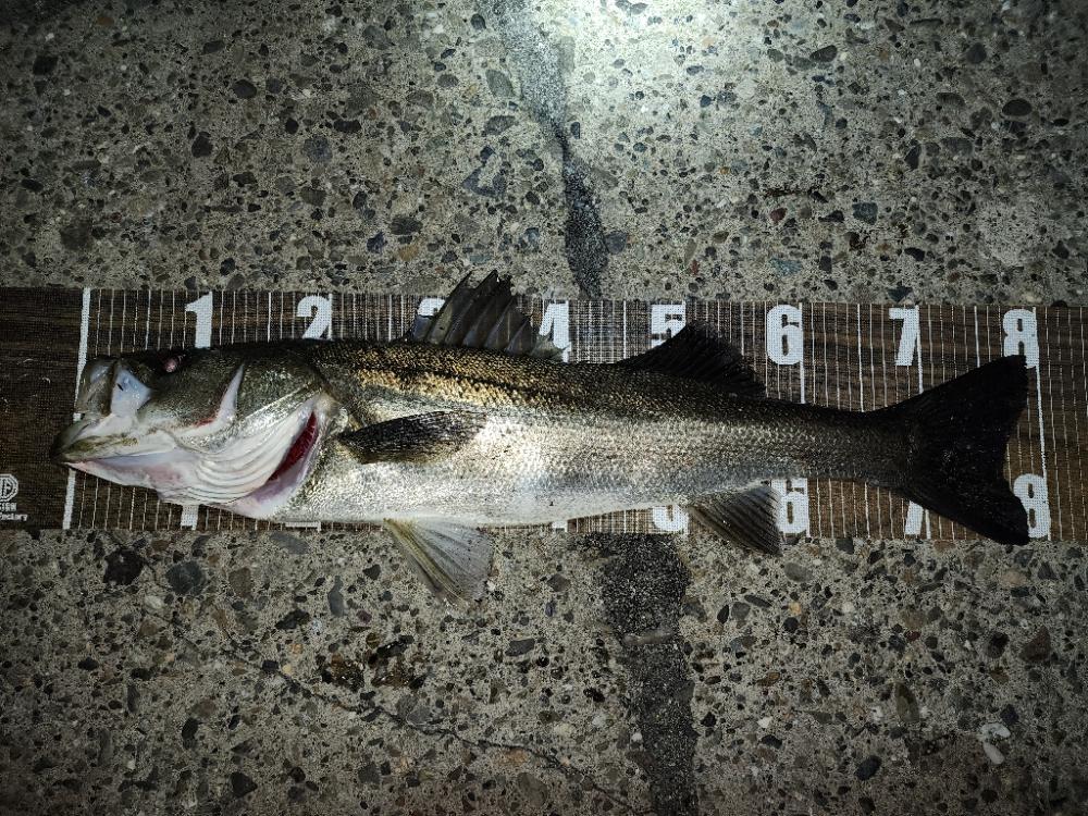 バチ抜けシーバス🎣