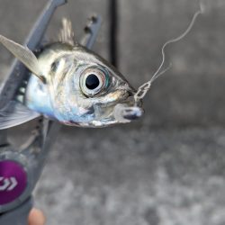 陸っぱり釣行記