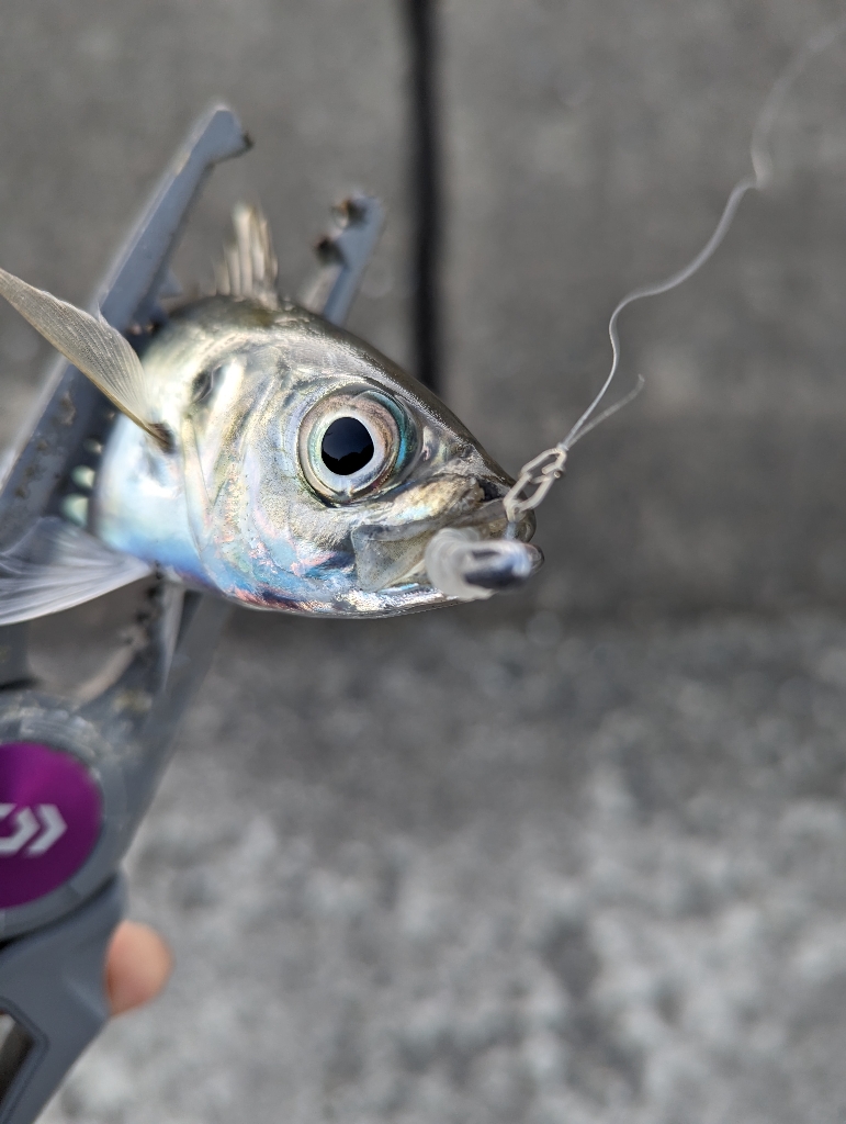 陸っぱり釣行記