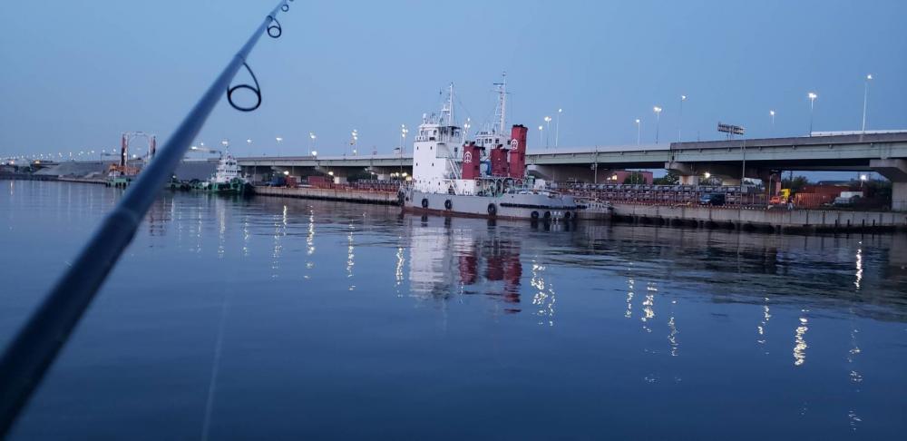 アジ調査@佐野漁港