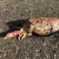 コウイカエギング