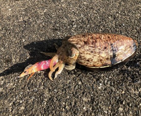 コウイカエギング