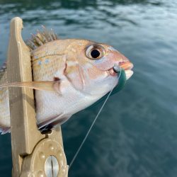 小島養魚場でトラウトサーモン狙い