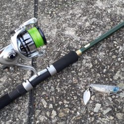 西宮　シーバス