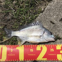 チニングでマゴチ&キビレGET