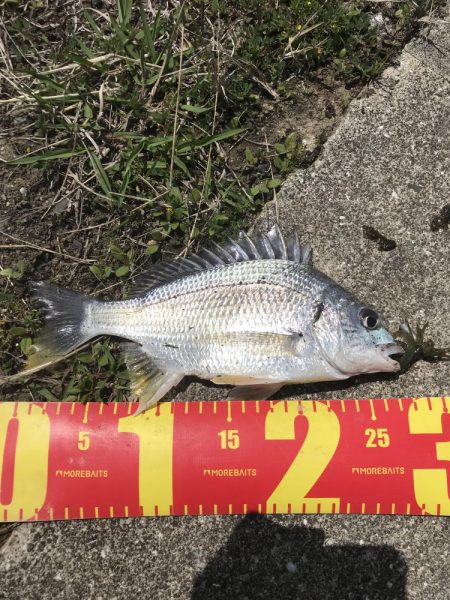 チニングでマゴチ&キビレGET