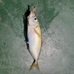 大在でアジング