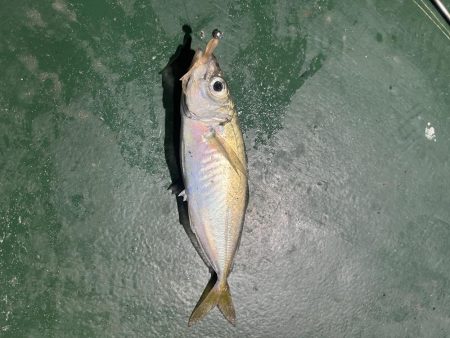 大在でアジング