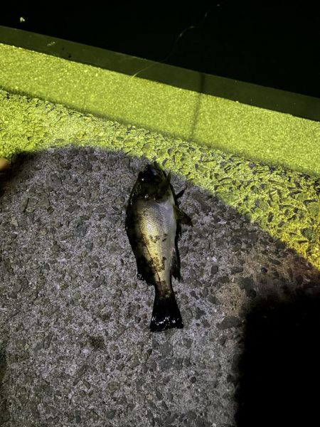 小アジ.ガシラ.キンポ