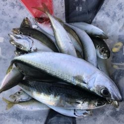 投げサビキでアジとサバ大漁