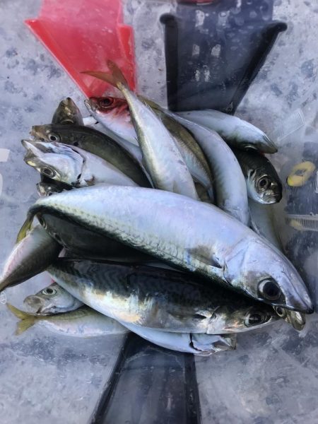 投げサビキでアジとサバ大漁